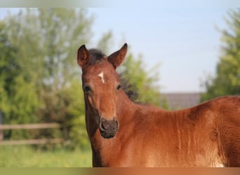 Deutsches Reitpony, Hengst, , 147 cm, Brauner