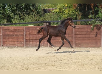 Deutsches Reitpony, Hengst, Fohlen (05/2025), 147 cm, Brauner