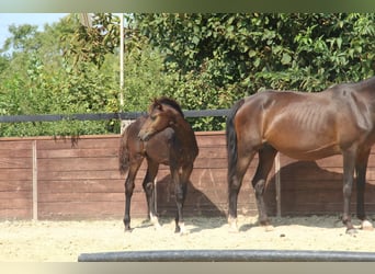 Deutsches Reitpony, Hengst, Fohlen (05/2025), 147 cm, Brauner