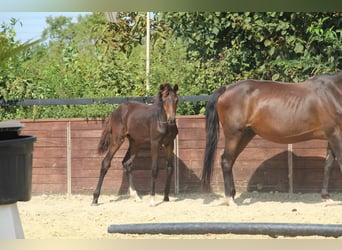 Deutsches Reitpony, Hengst, Fohlen (05/2025), 147 cm, Brauner