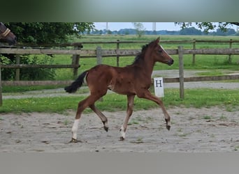 Deutsches Reitpony, Hengst, Fohlen (04/2024), 147 cm, Brauner