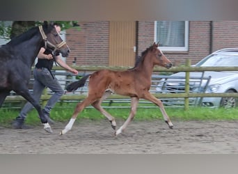 Deutsches Reitpony, Hengst, Fohlen (04/2024), 147 cm, Brauner