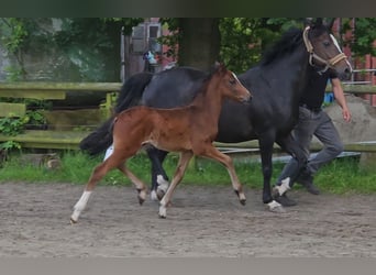 Deutsches Reitpony, Hengst, Fohlen (04/2024), 147 cm, Brauner