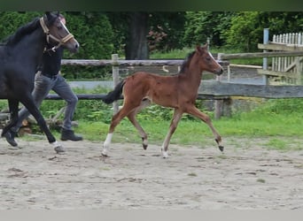 Deutsches Reitpony, Hengst, Fohlen (04/2024), 147 cm, Brauner