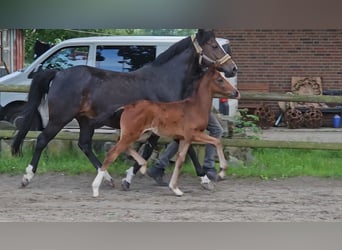 Deutsches Reitpony, Hengst, Fohlen (04/2024), 147 cm, Brauner