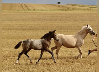 Deutsches Reitpony, Hengst, Fohlen (03/2024), 147 cm, Buckskin