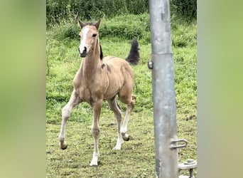 Deutsches Reitpony, Hengst, Fohlen (05/2024), 147 cm, Buckskin