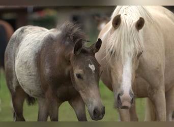 Deutsches Reitpony, Hengst, Fohlen (03/2024), 147 cm, Buckskin