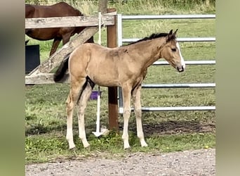 Deutsches Reitpony, Hengst, Fohlen (05/2024), 147 cm, Buckskin