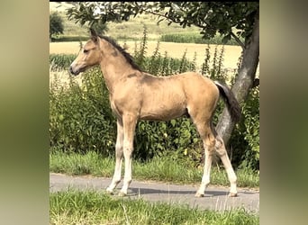 Deutsches Reitpony, Hengst, Fohlen (05/2024), 147 cm, Buckskin