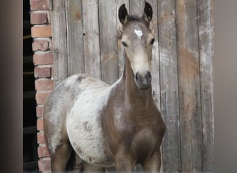 Deutsches Reitpony, Hengst, Fohlen (03/2024), 147 cm, Buckskin