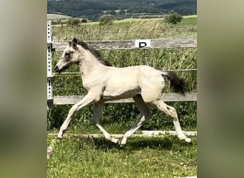 Deutsches Reitpony, Hengst, Fohlen (03/2024), 147 cm, Buckskin