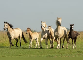 Deutsches Reitpony, Hengst, Fohlen (05/2026), 147 cm, Buckskin