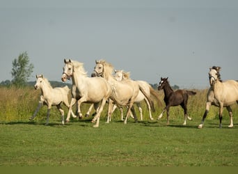 Deutsches Reitpony, Hengst, Fohlen (05/2026), 147 cm, Buckskin