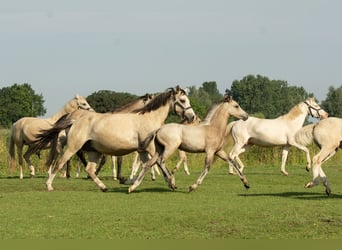 Deutsches Reitpony, Hengst, Fohlen (05/2026), 147 cm, Buckskin