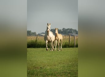 Deutsches Reitpony, Hengst, Fohlen (05/2026), 147 cm, Buckskin