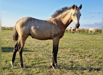 Deutsches Reitpony, Hengst, Fohlen (05/2026), 147 cm, Buckskin