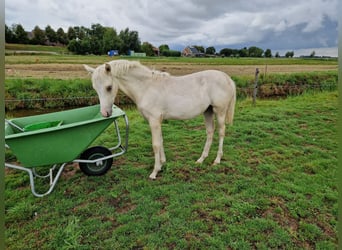 Deutsches Reitpony, Hengst, Fohlen (05/2026), 147 cm, Buckskin