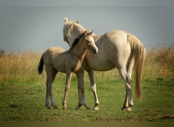 Deutsches Reitpony, Hengst, Fohlen (05/2026), 147 cm, Buckskin