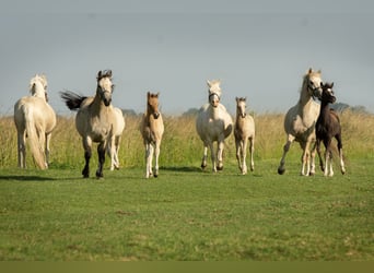 Deutsches Reitpony, Hengst, Fohlen (05/2026), 147 cm, Buckskin