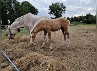 Deutsches Reitpony, Hengst, Fohlen (05/2026), 147 cm, Buckskin