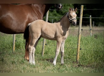 Deutsches Reitpony, Hengst, , 147 cm, Buckskin