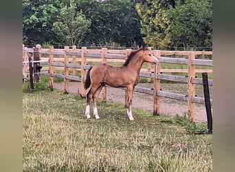 Deutsches Reitpony, Hengst, Fohlen (04/2026), 147 cm, Buckskin