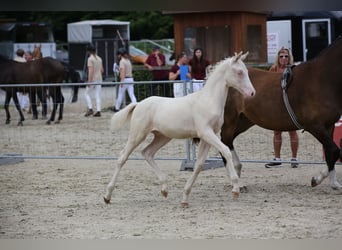 Deutsches Reitpony, Hengst, Fohlen (04/2025), 147 cm, Cremello