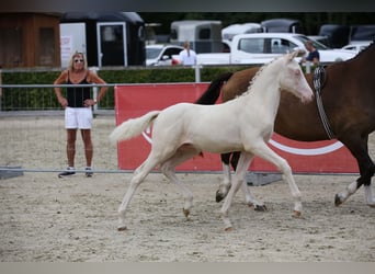 Deutsches Reitpony, Hengst, Fohlen (04/2025), 147 cm, Cremello