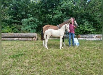 Deutsches Reitpony, Hengst, Fohlen (04/2025), 147 cm, Cremello