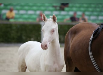 Deutsches Reitpony, Hengst, Fohlen (04/2025), 147 cm, Cremello