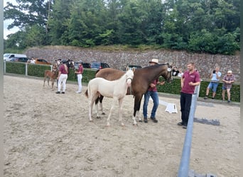 Deutsches Reitpony, Hengst, Fohlen (04/2025), 147 cm, Cremello