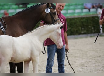 Deutsches Reitpony, Hengst, Fohlen (04/2025), 147 cm, Cremello