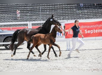 Deutsches Reitpony, Hengst, , 147 cm, Dunkelbrauner