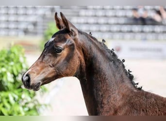Deutsches Reitpony, Hengst, , 147 cm, Dunkelbrauner