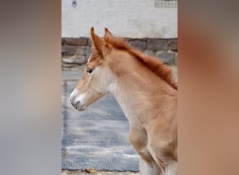 Deutsches Reitpony, Hengst, , 147 cm, Dunkelfuchs