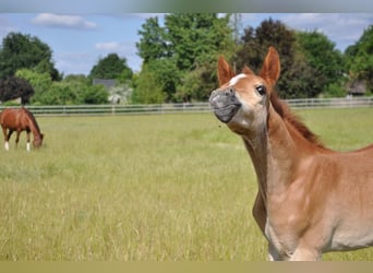 Deutsches Reitpony, Hengst, , 147 cm, Dunkelfuchs