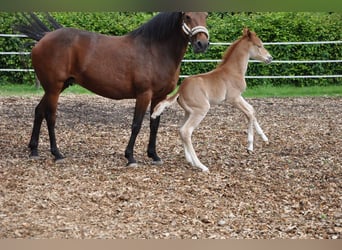 Deutsches Reitpony, Hengst, , 147 cm, Dunkelfuchs