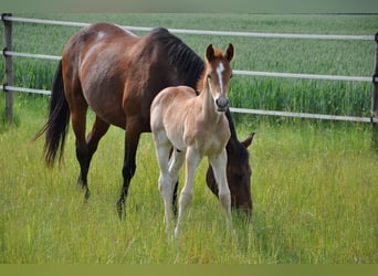 Deutsches Reitpony, Hengst, , 147 cm, Dunkelfuchs