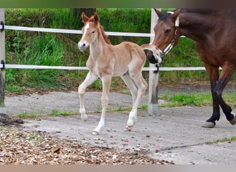 Deutsches Reitpony, Hengst, , 147 cm, Dunkelfuchs