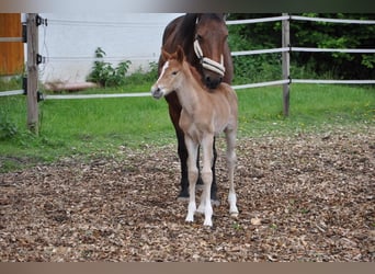 Deutsches Reitpony, Hengst, , 147 cm, Dunkelfuchs