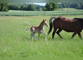 Deutsches Reitpony, Hengst, , 147 cm, Dunkelfuchs