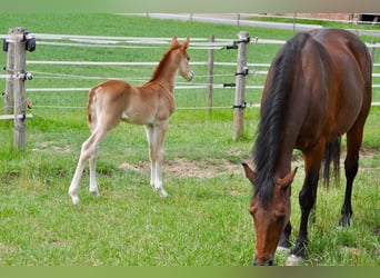 Deutsches Reitpony, Hengst, , 147 cm, Dunkelfuchs
