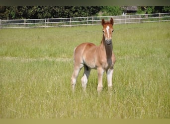 Deutsches Reitpony, Hengst, , 147 cm, Dunkelfuchs