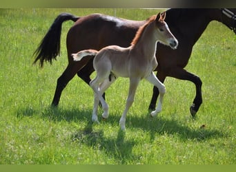 Deutsches Reitpony, Hengst, , 147 cm, Dunkelfuchs