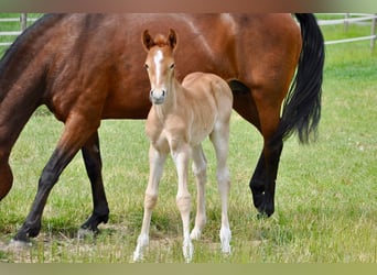 Deutsches Reitpony, Hengst, , 147 cm, Dunkelfuchs