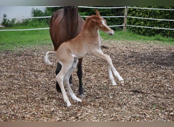 Deutsches Reitpony, Hengst, , 147 cm, Dunkelfuchs
