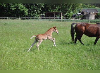 Deutsches Reitpony, Hengst, , 147 cm, Dunkelfuchs