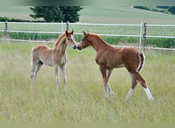 Deutsches Reitpony, Hengst, , 147 cm, Dunkelfuchs
