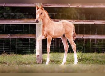 Deutsches Reitpony, Hengst, , 147 cm, Falbe